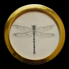  Dragonfly (10)