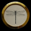 Dragonfly (11)