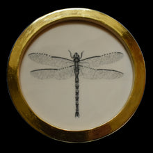  Dragonfly (11)