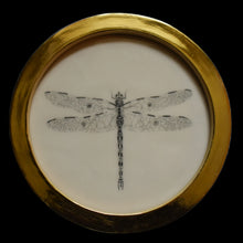  Dragonfly (14)