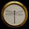 Dragonfly (16)
