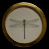 Dragonfly (18)
