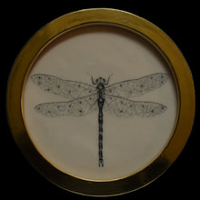  Dragonfly (1)