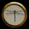 Dragonfly (21)