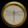 Dragonfly (26)