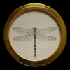 Dragonfly (28)