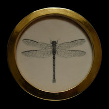  Dragonfly (2)