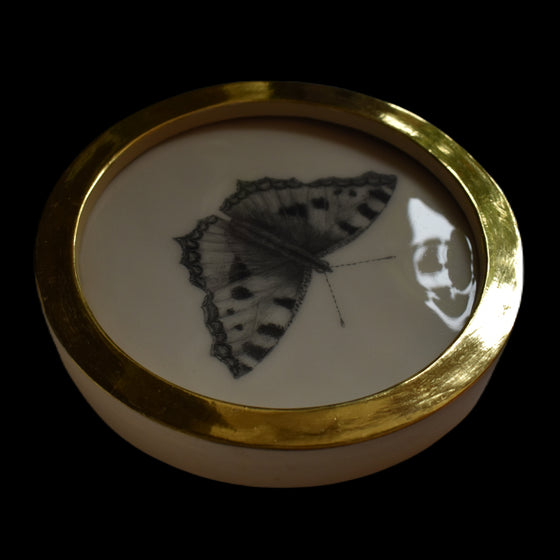 Tortoiseshell butterfly (38)