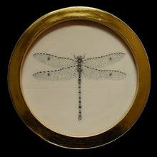  Dragonfly (3)