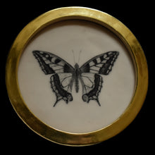  Swallowtail butterfly (53)