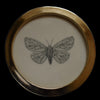 White ermine moth (63)