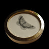 Riband wave moth (65)