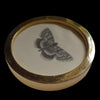 Clifden nonpareil moth (68)