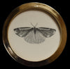 Cinnabar moth (70)