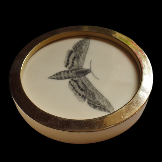 Privet hawk-moth (71)