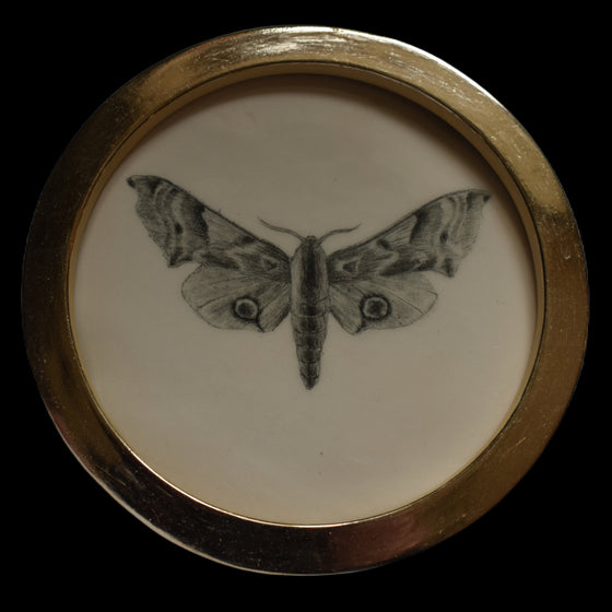 Eyed hawk-moth (73)