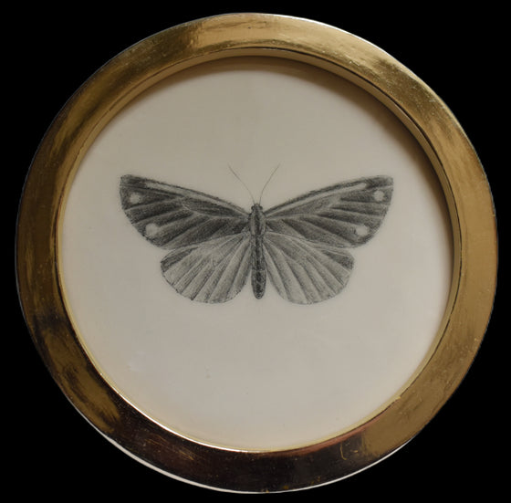 Cinnabar moth (75)