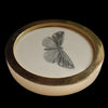 Cinnabar moth (75)