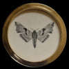 Lime hawk-moth (76)