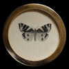 Jersey tiger moth (77)