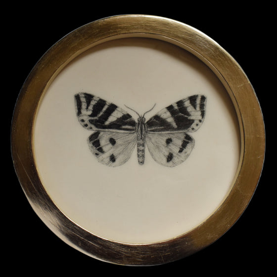 Jersey tiger moth (77)