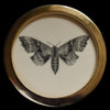 Poplar hawk-moth (78)