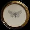 White ermine moth (79)