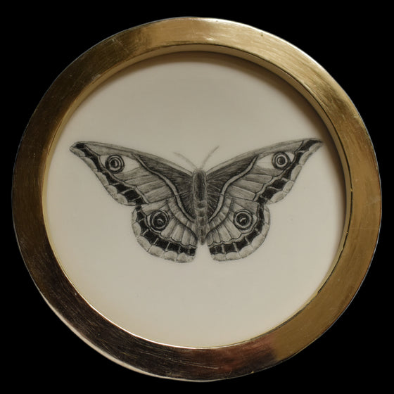 Female emperor moth (80)