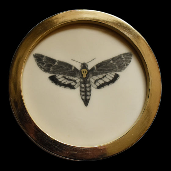 Death's-head moth (84)