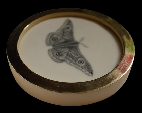Male emperor moth (85)