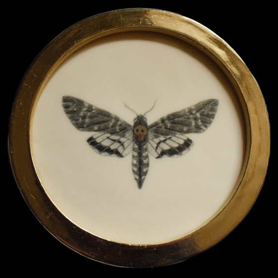 Death's-head moth (89)
