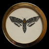 Death's-head moth (95)