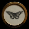 Female emperor moth (96)