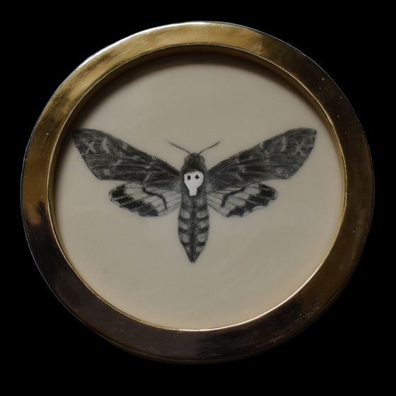 Death's-head moth (99)