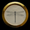 Dragonfly (9)