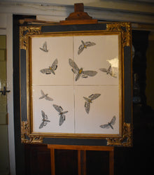  Death's-head moths with gold lustre, in a mid-20th century water-gilded cassetta frame