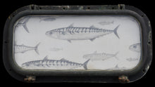  A shoal of mackerel in a porthole, circa 1940